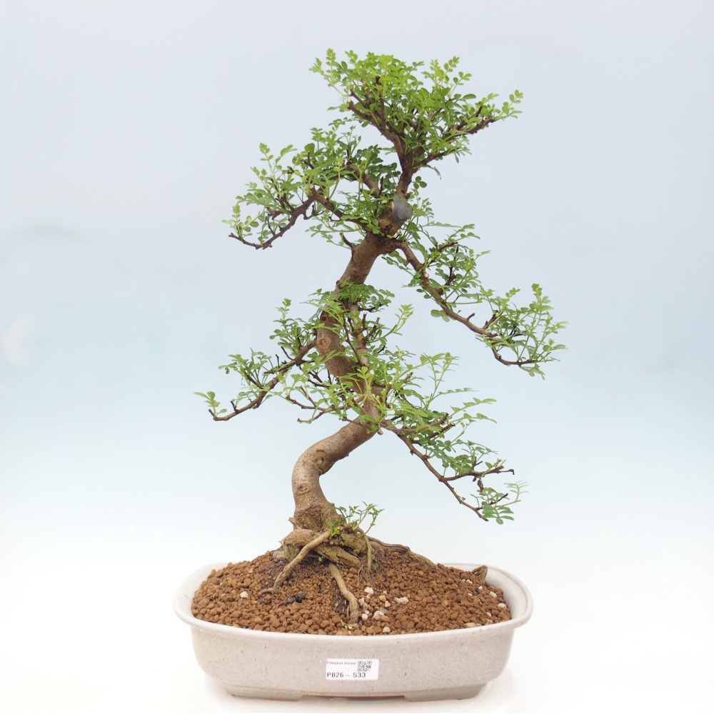 Pokojová bonsai - Zantoxylum piperitum - pepřovník
