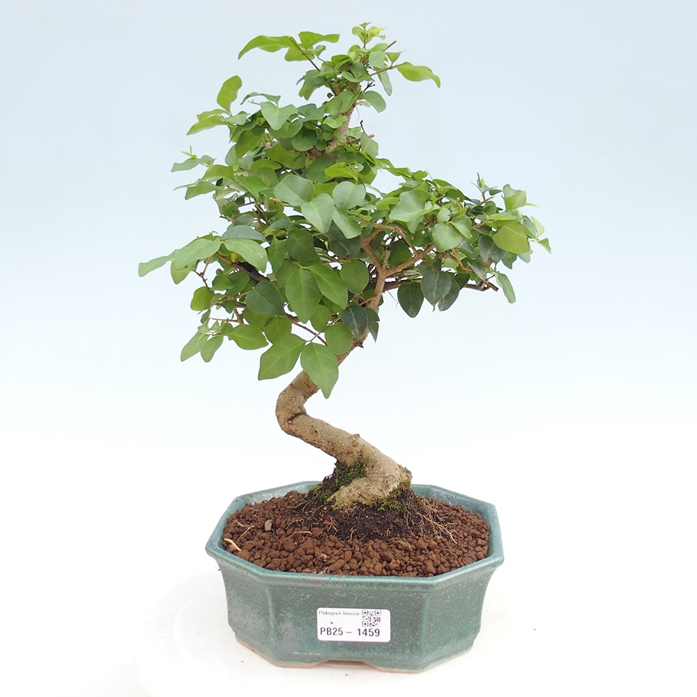 Pokojová bonsai -Ligustrum chinensis - Ptačí zob