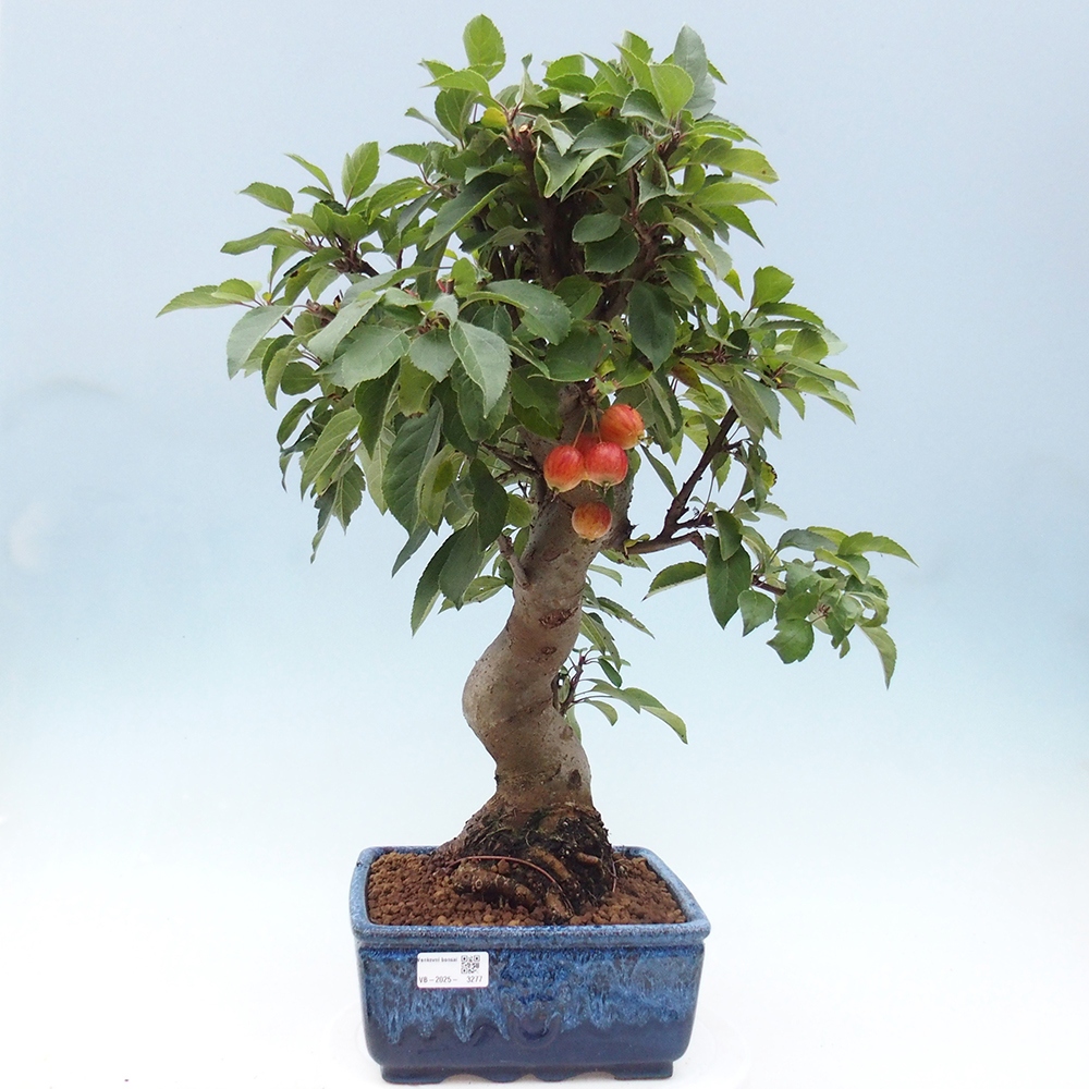 Venkovní bonsai -Malus halliana - Maloplodá jabloň