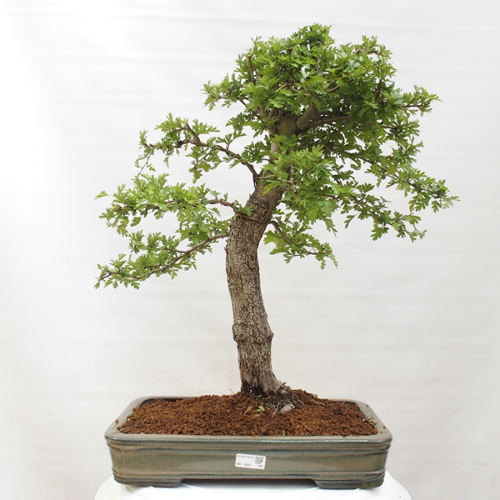 Venkovní bonsai - Hloh - Crataegus monogyna