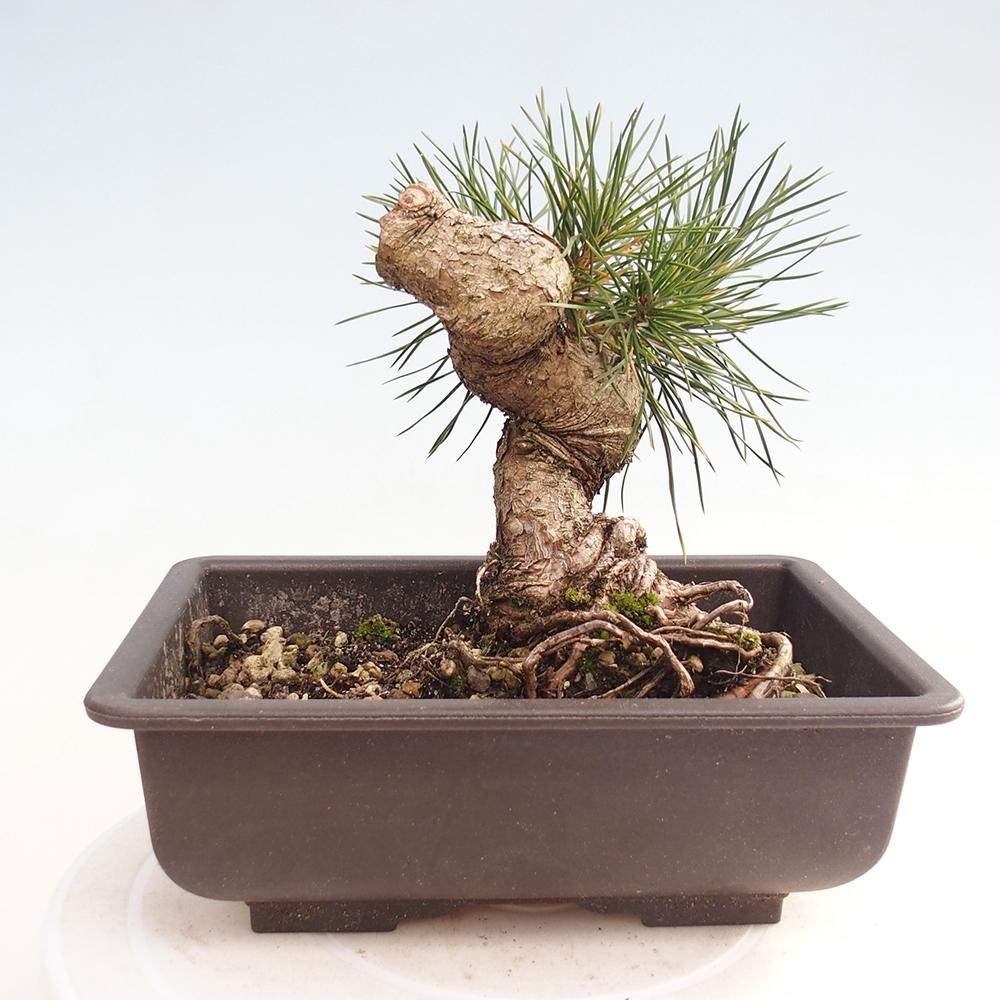 Venkovní bonsai - Pinus thunbergii - Borovice thunbergova