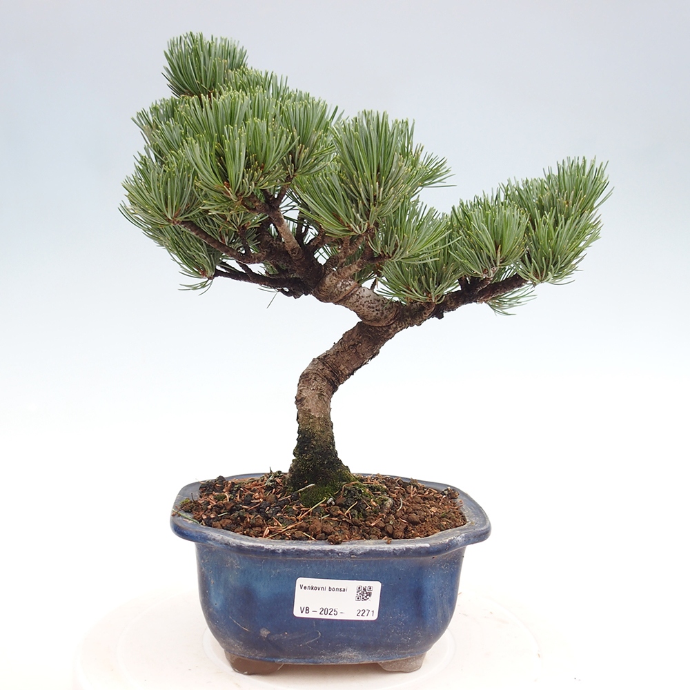 Venkovní bonsai - Pinus parviflora - Borovice drobnokvětá