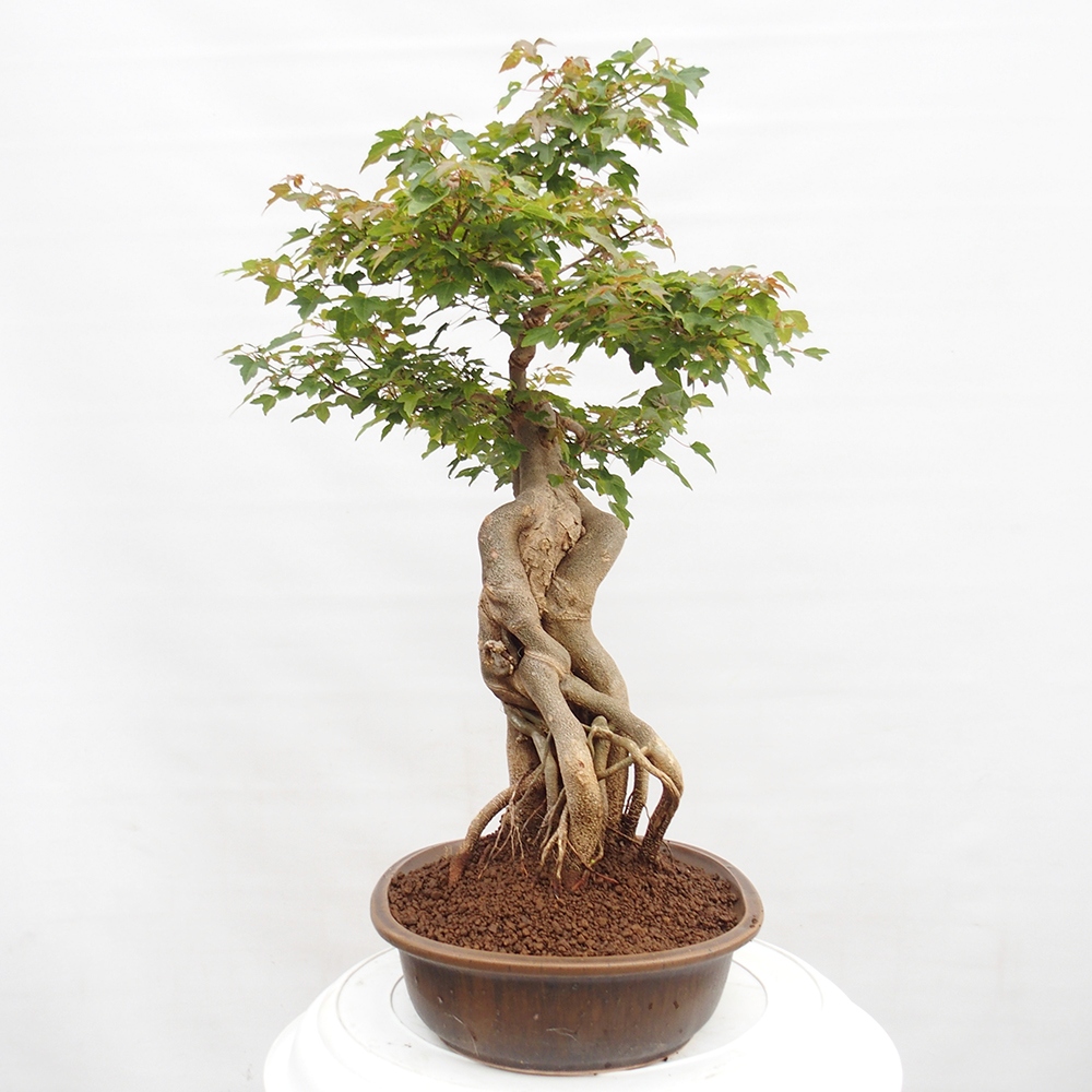 Venkovní bonsai - Acer Buergerianum - Javor Burgerův