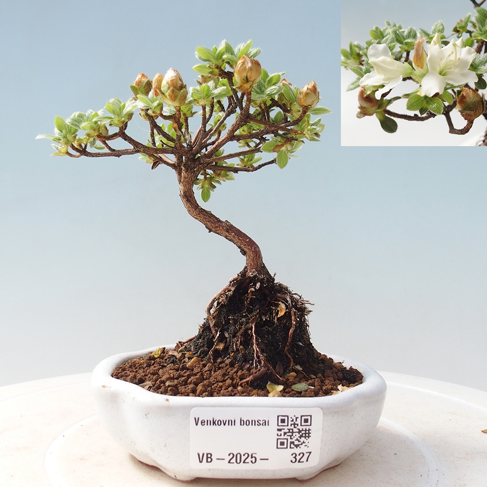 Venkovní bonsai - Rhododendron indicum - Japonská azalka