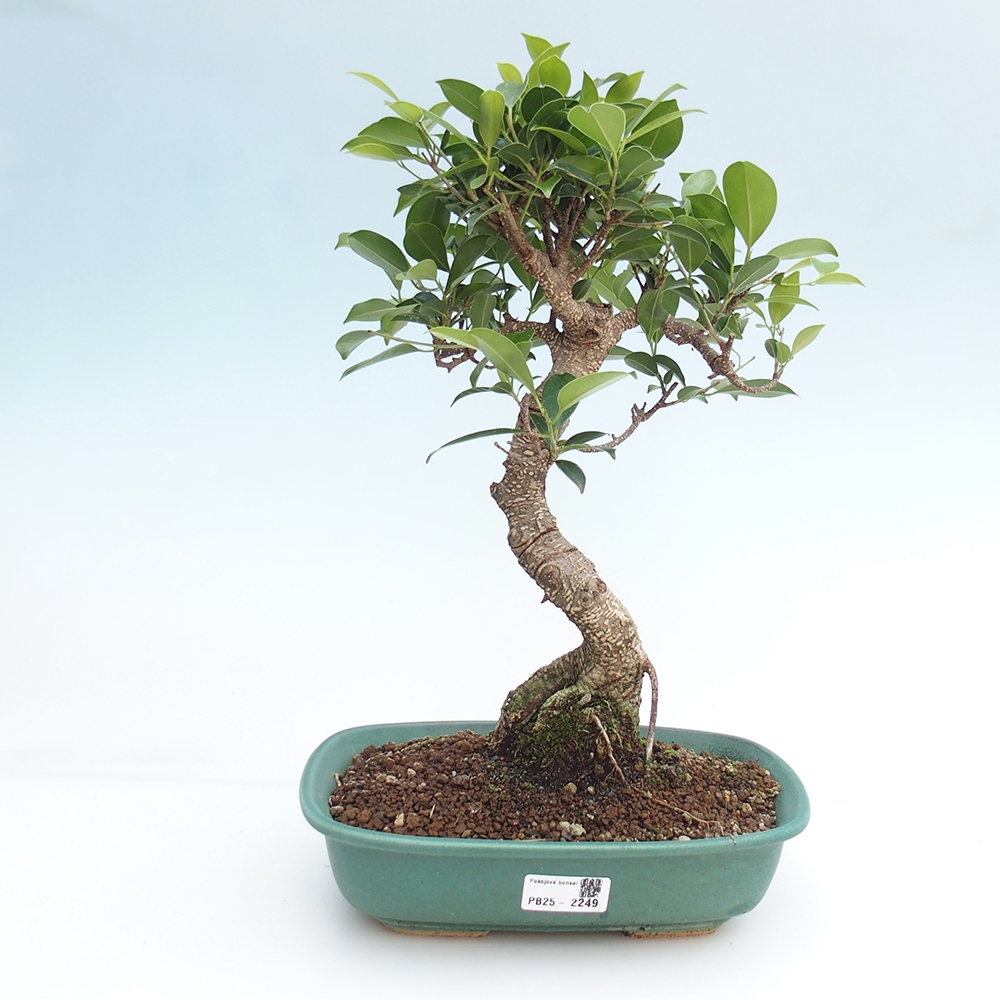 Pokojová bonsai - Ficus kimmen -  malolistý fíkus