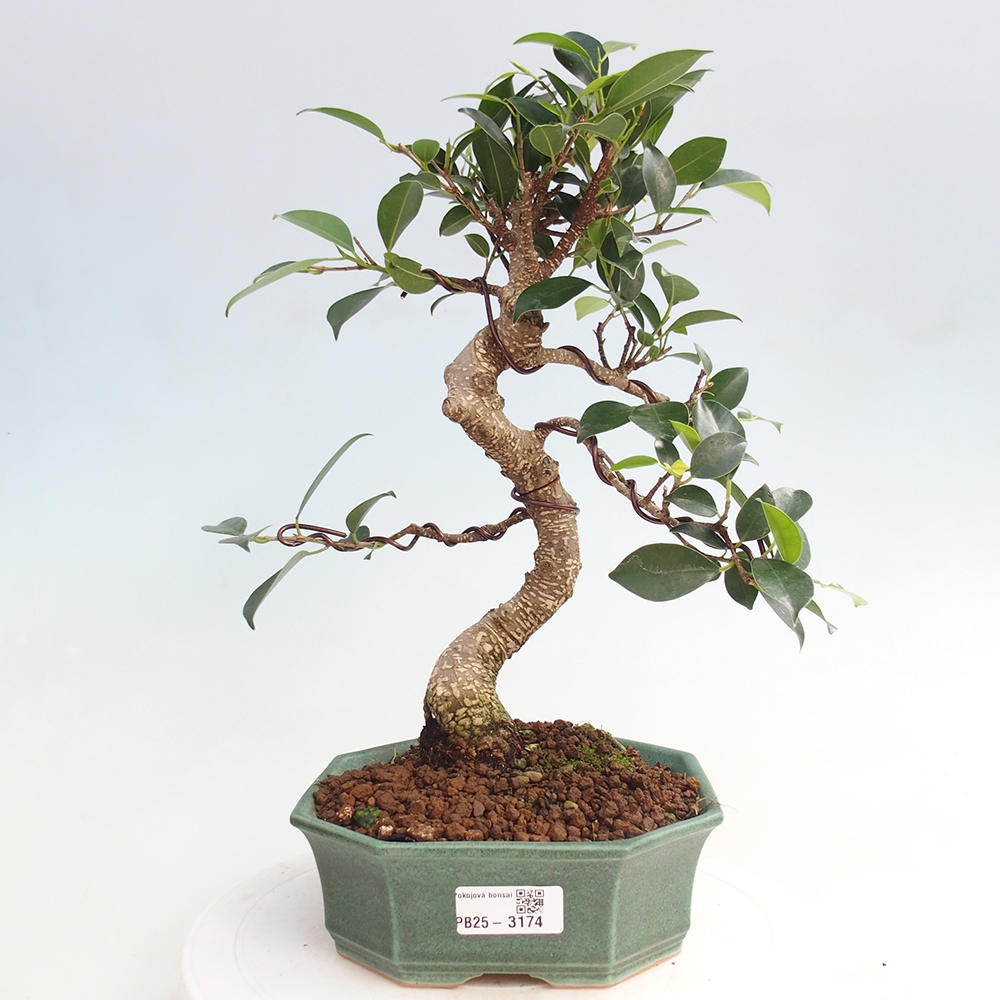 Pokojová bonsai - Ficus retusa -  malolistý fíkus
