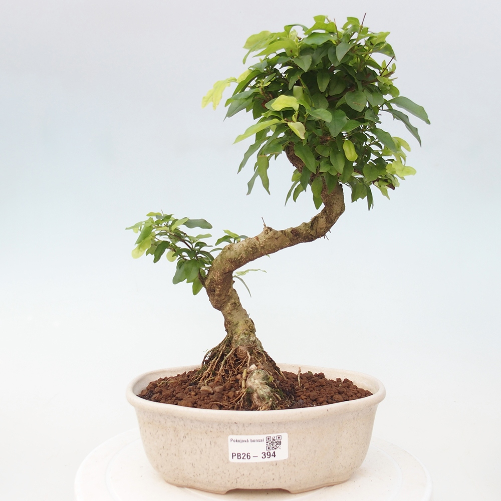 Pokojová bonsai -Ligustrum chinensis - Ptačí zob