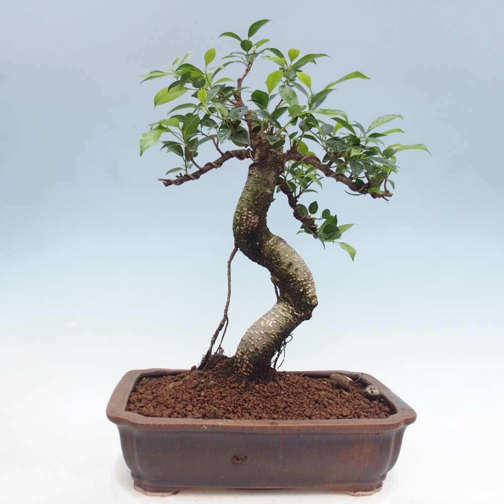 Pokojová bonsai - Ficus kimmen -  malolistý fíkus