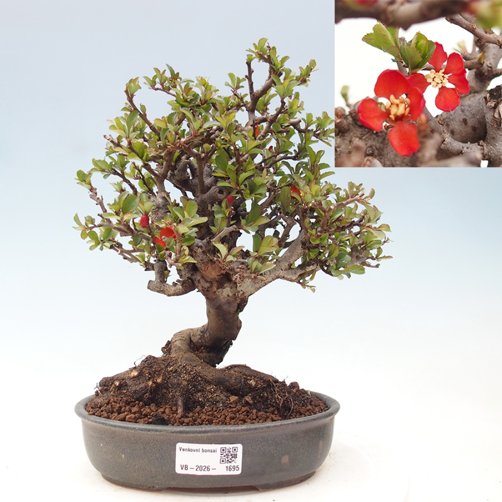 Venkovní  bonsai -  Chaneomeles speciosa - Kdoulovec ozdobný