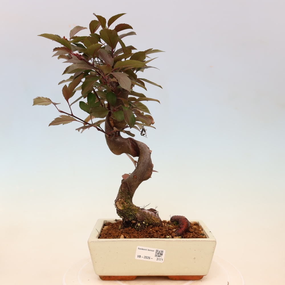 Venkovní bonsai -Malus domestica - Maloplodá jabloň červenolistá