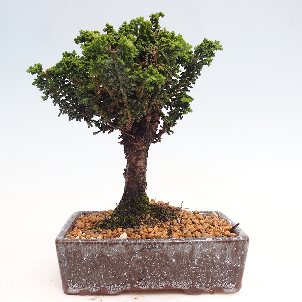 Venkovní bonsai - Cham. obtusa SEKKA HINOKI - Cypřišek