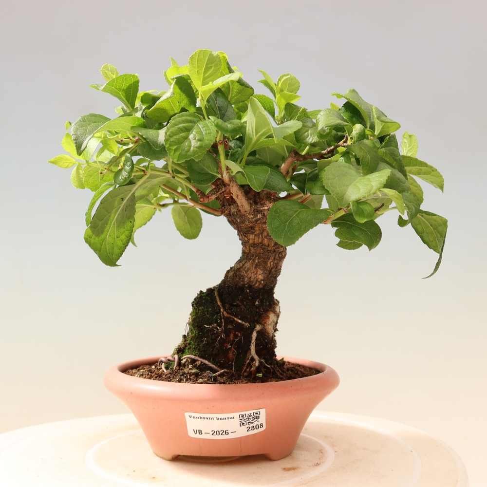 Venkovní bonsai - Celastrus  orbiculatus - Jesenec okrouhlolistý