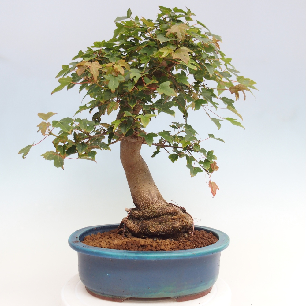 Venkovní bonsai - Acer Buergerianum - Javor Burgerův