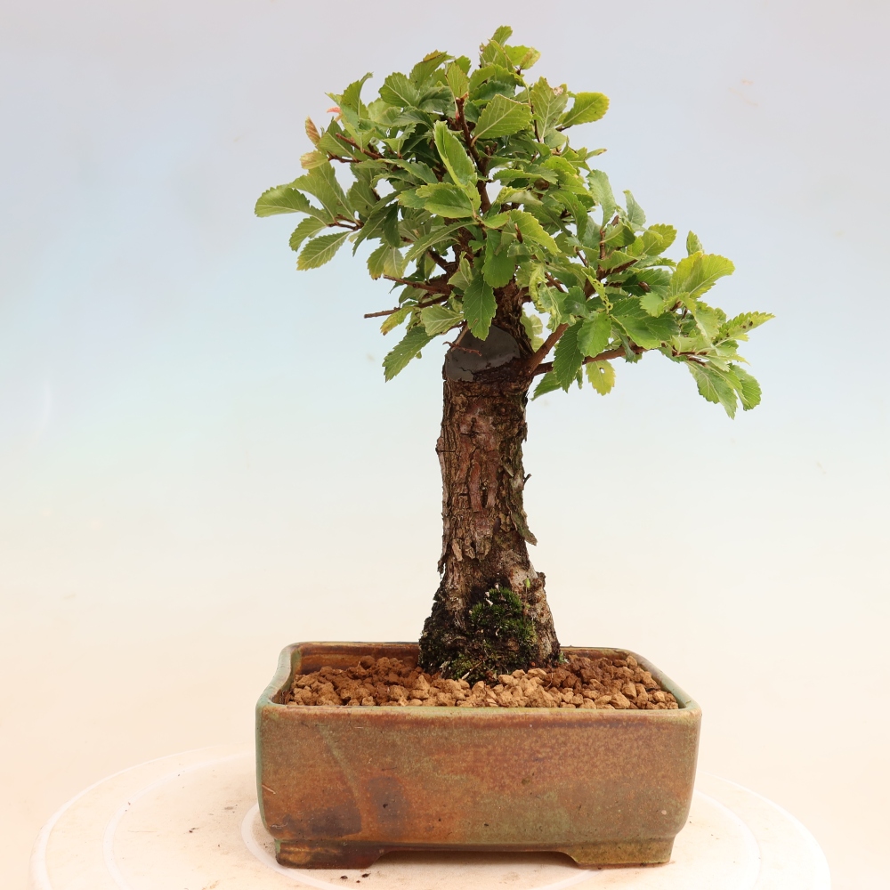 Venkovní bonsai - Zelkova - Zelkova NIRE