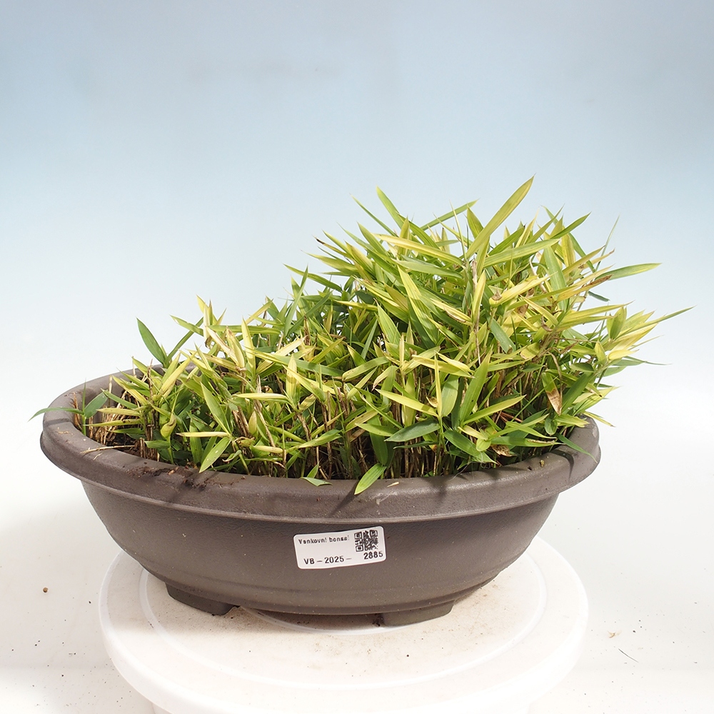 Venkovní bonsai - Pleioblastus argenteostriatus f.pumilus - Bambus zakrslý 
