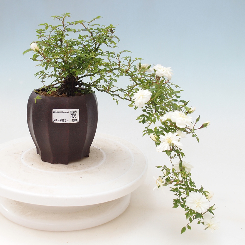 Venkovní bonsai - Rosa Sea Foam -  růže