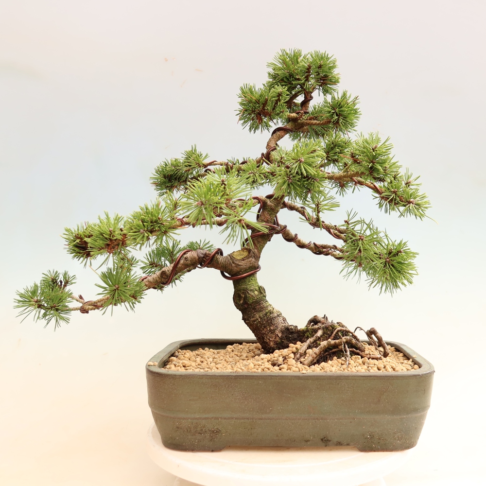 Venkovní bonsai - Pinus mugo Humpy  - Borovice kleč
