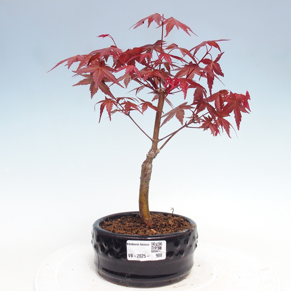 Venkovní bonsai - Javor dlanitolistý - Acer palmatum DESHOJO