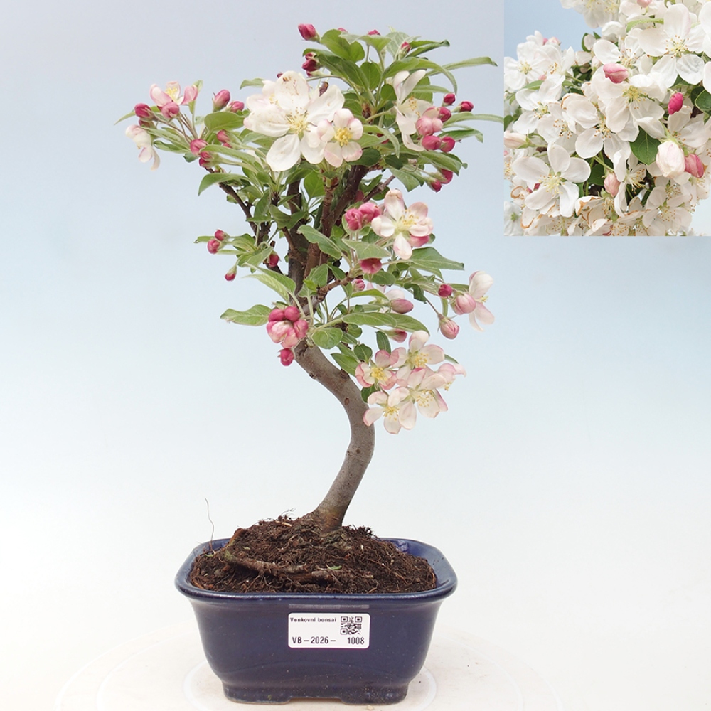 Venkovní bonsai -Malus halliana - Maloplodá jabloň