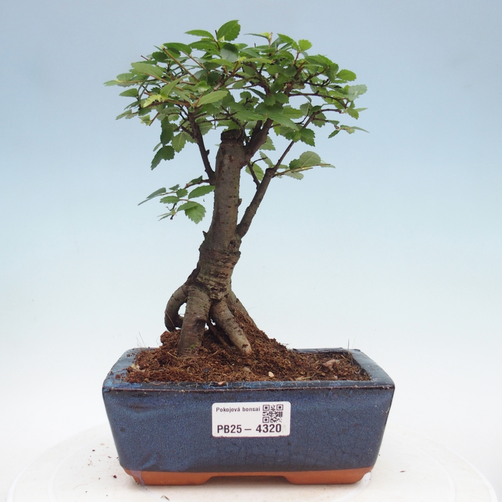 Pokojová bonsai - Ulmus parvifolia - Malolistý jilm