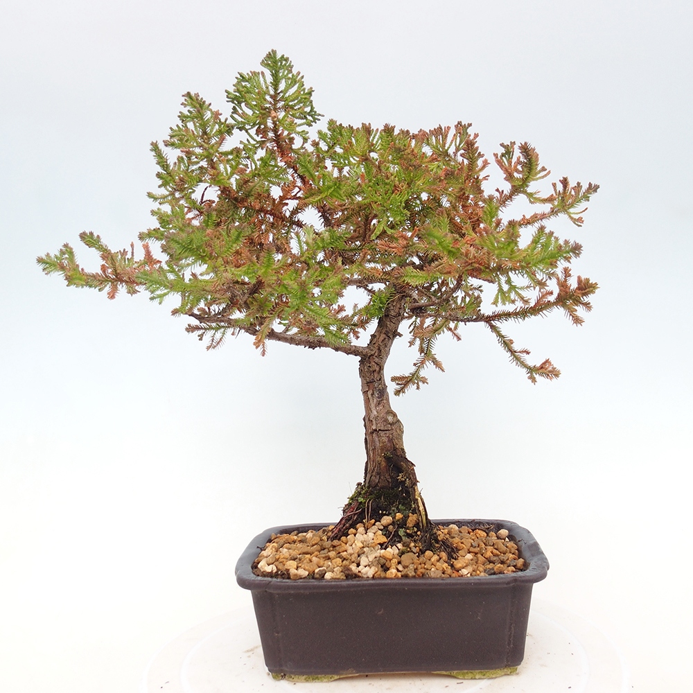 Venkovní bonsai - Chamaecyparis thyoides - Cypřišek zeravovitý