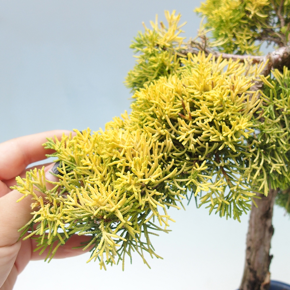 Venkovní bonsai - Juniperus chinensis plumosa aurea - Jalovec čínský zlatý