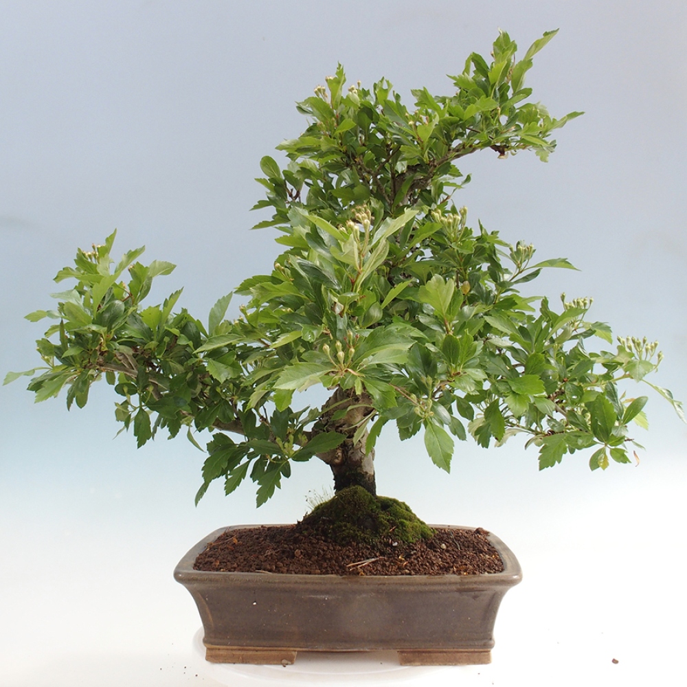 Venkovní bonsai - Hloh klínovitý - Crataegus cuneata