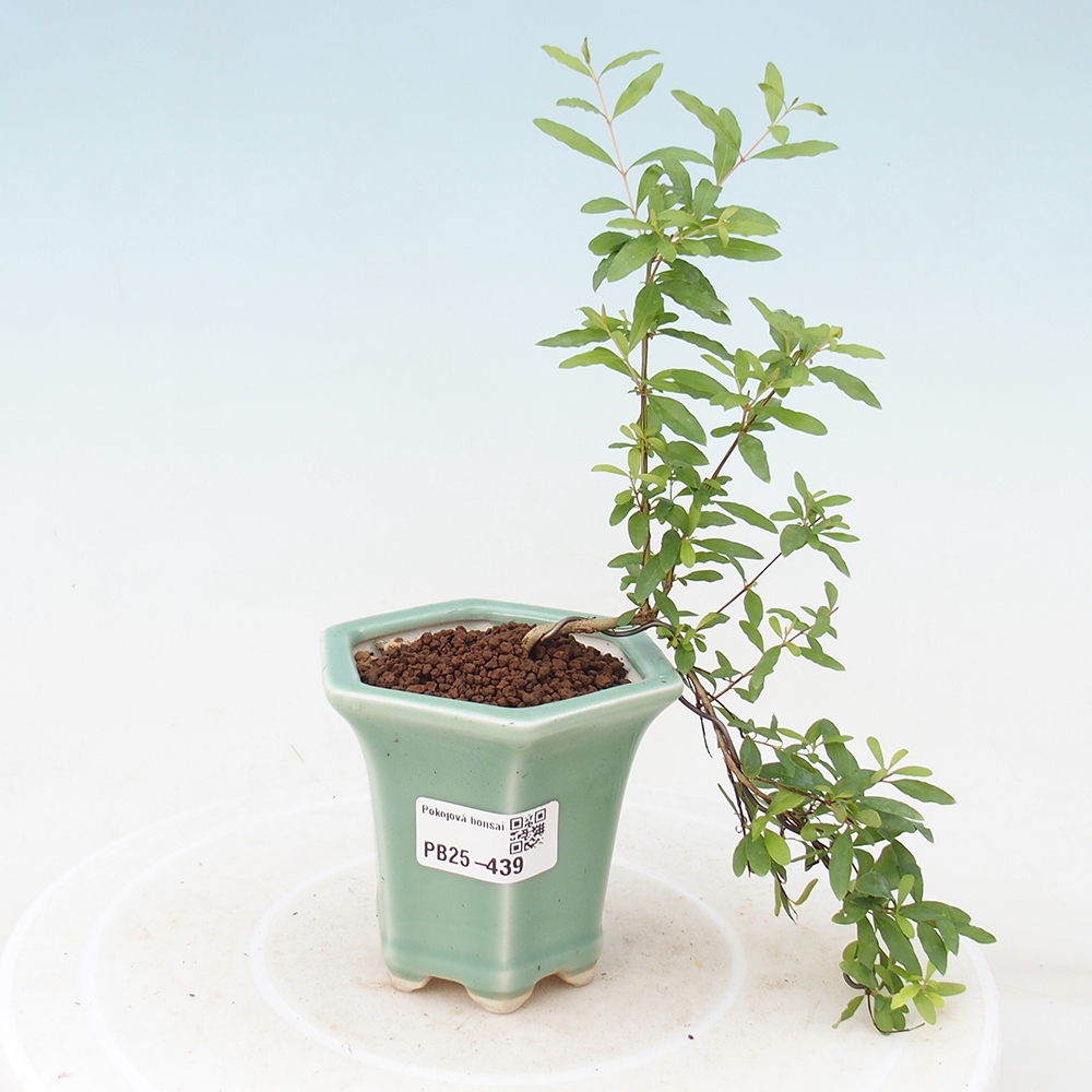 Pokojová bonsai-PUNICA granatum -Granátové jablko