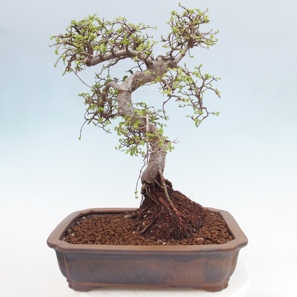 Pokojová bonsai - Ulmus parvifolia - Malolistý jilm