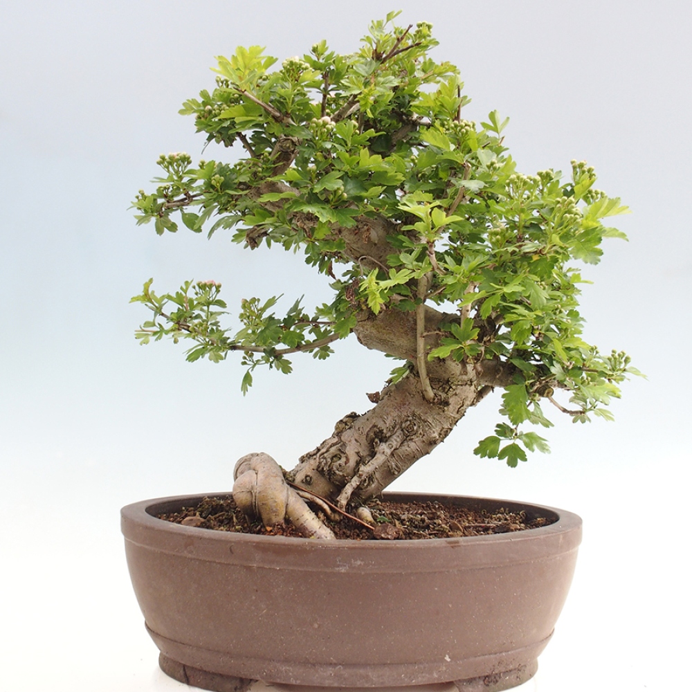 Venkovní bonsai - Hloh  - Crataegus laevigata Paula