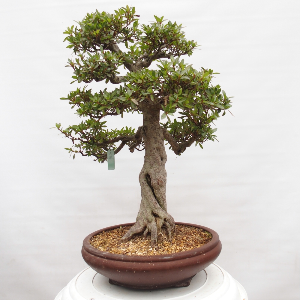 Venkovní bonsai - Japonská azalka - Azalea Osakazumi