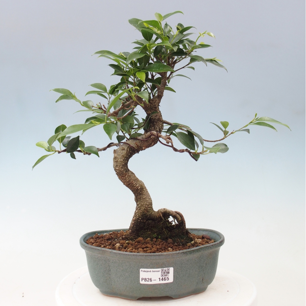 Pokojová bonsai - Ficus retusa -  malolistý fíkus
