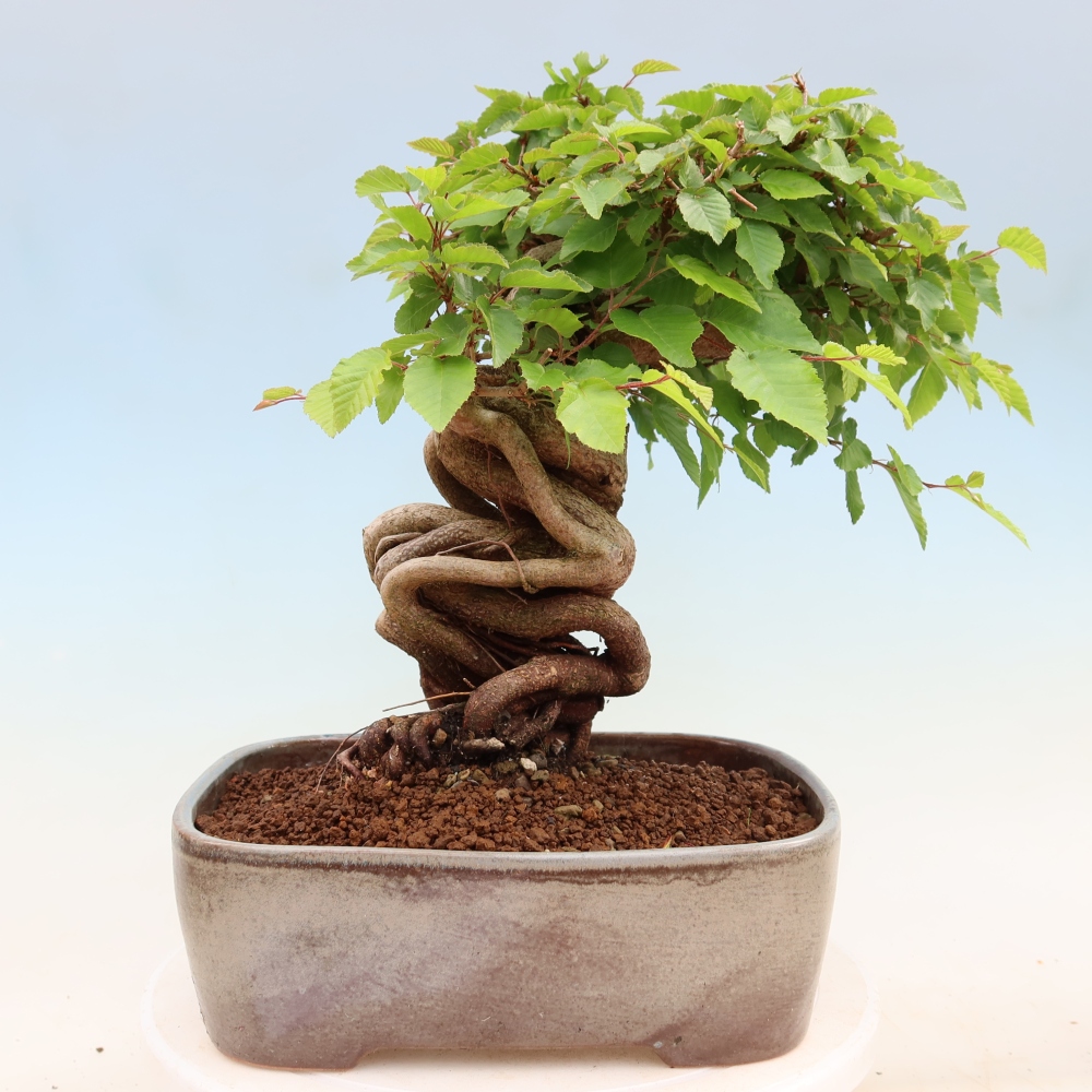 Venkovní bonsai -Carpinus Coreana - Habr korejský