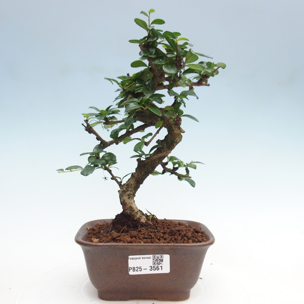 Pokojová bonsai - Carmona macrophylla - Čaj fuki