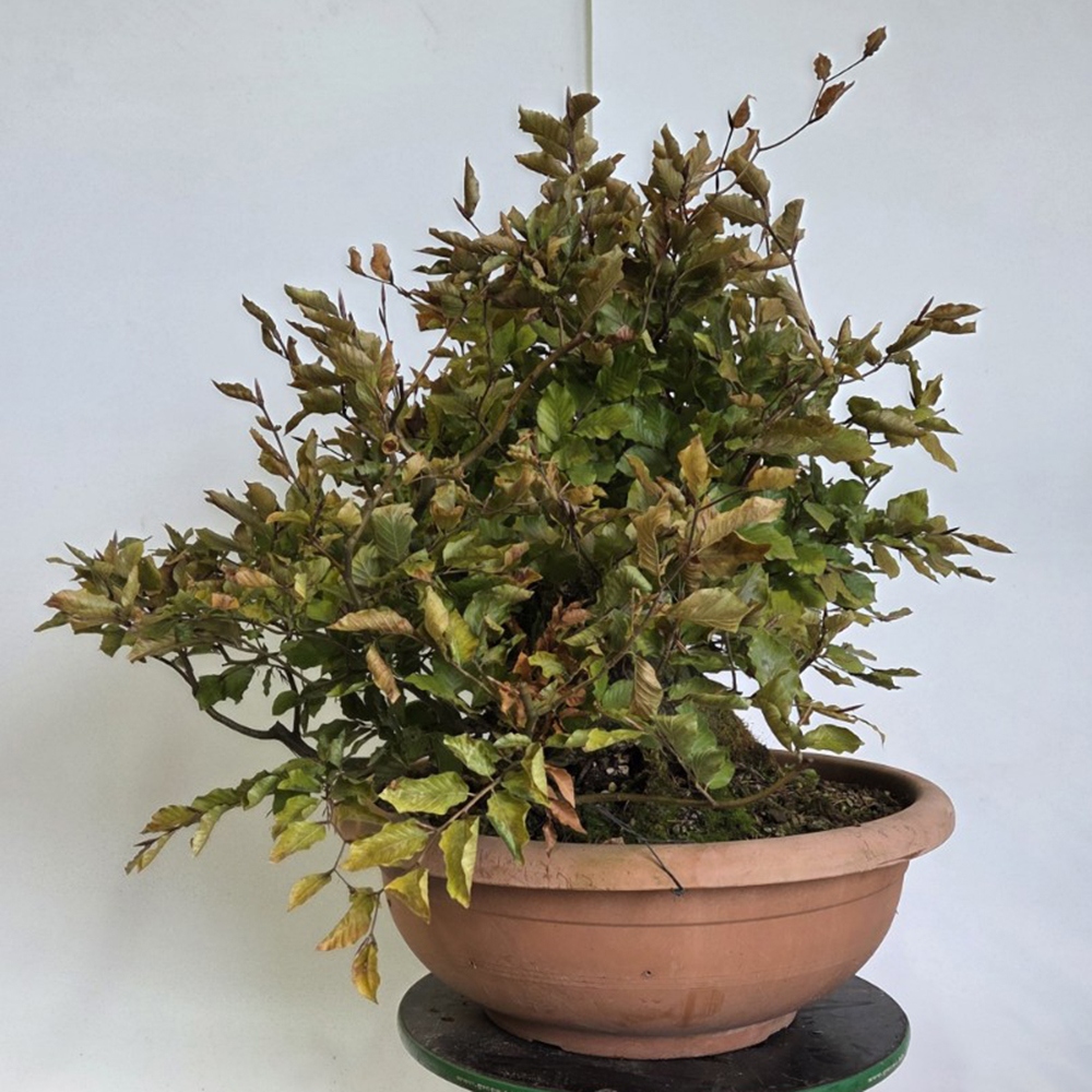 Venkovní bonsai-Fagus sylvatica