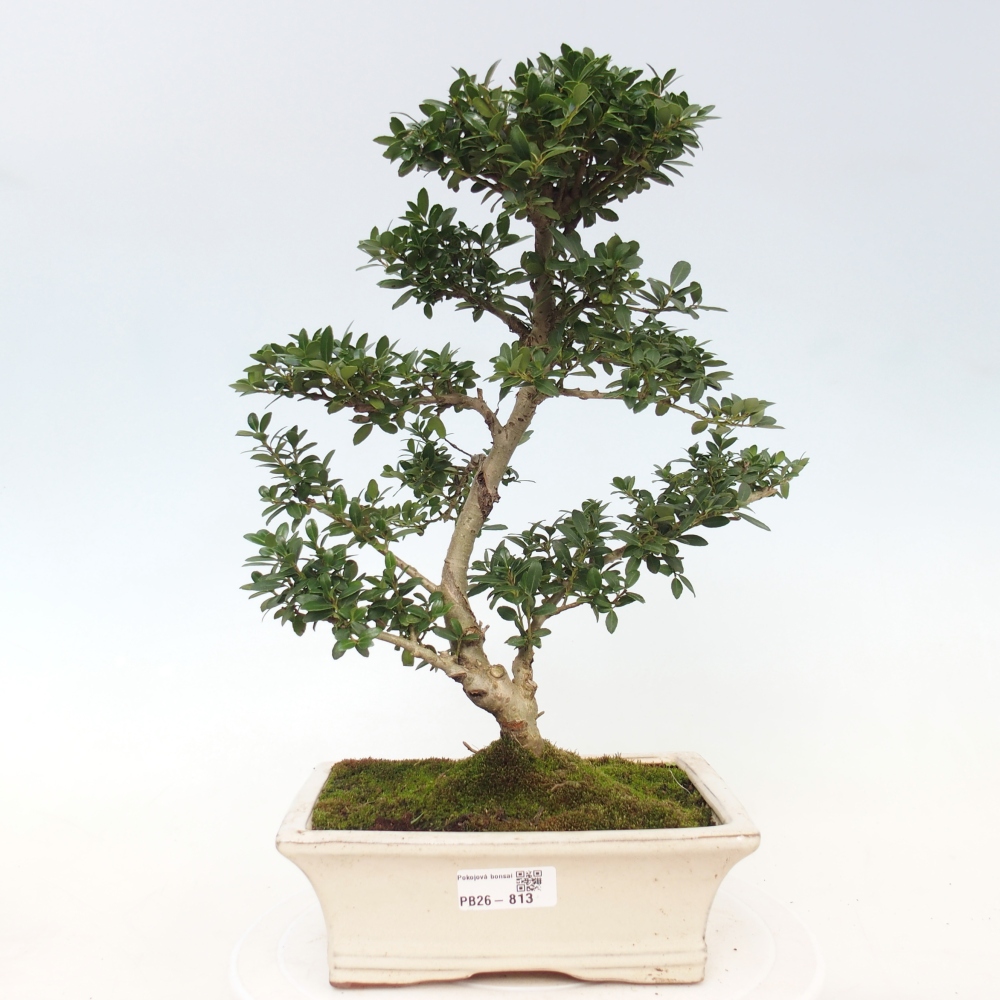 Pokojová bonsai - Ilex crenata - Cesmína