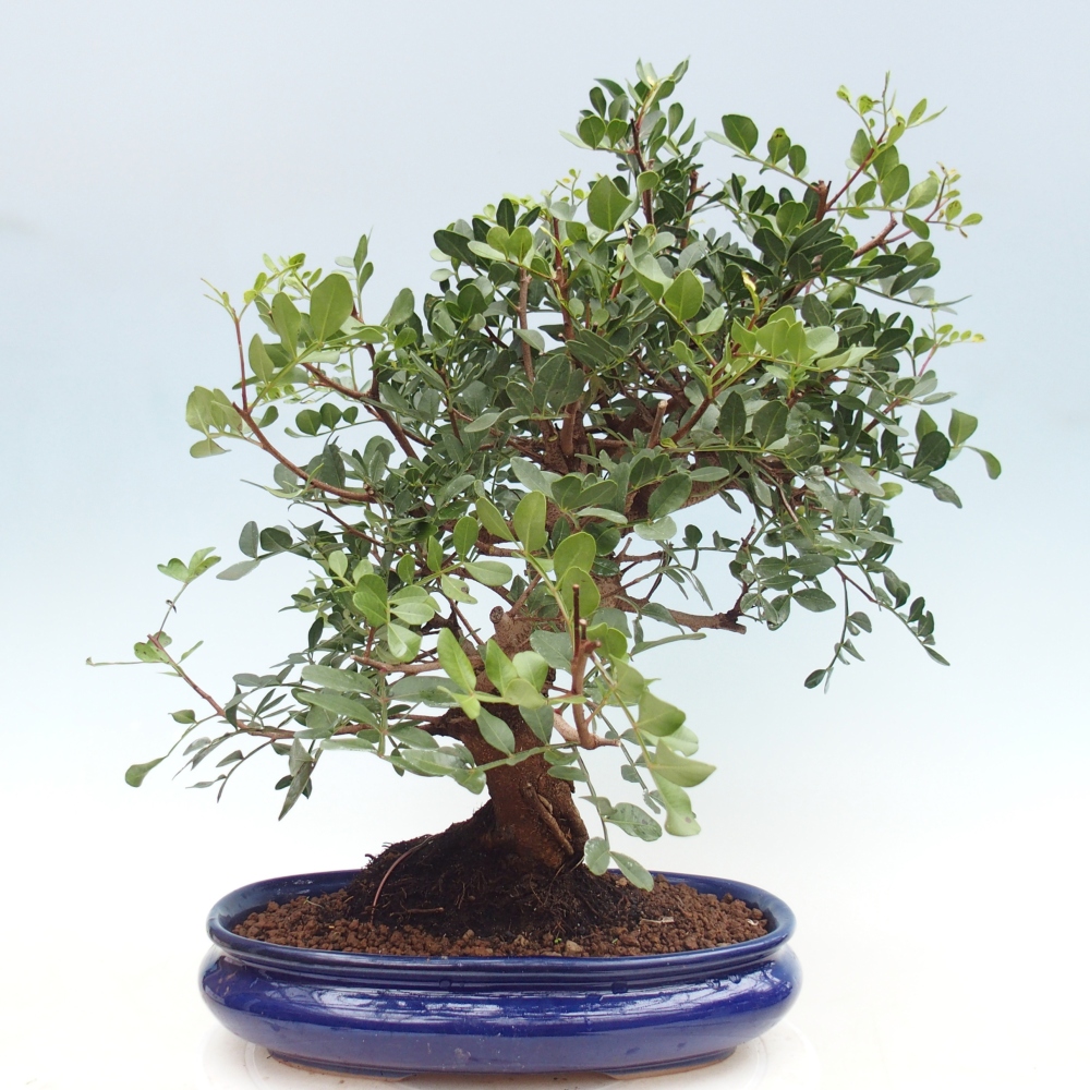Pokojová bonsai -  Pistácie
