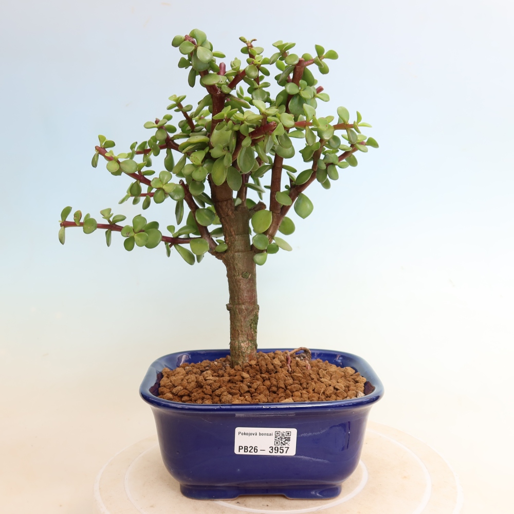 Pokojová bonsai - Portulakaria Afra - Tlustice