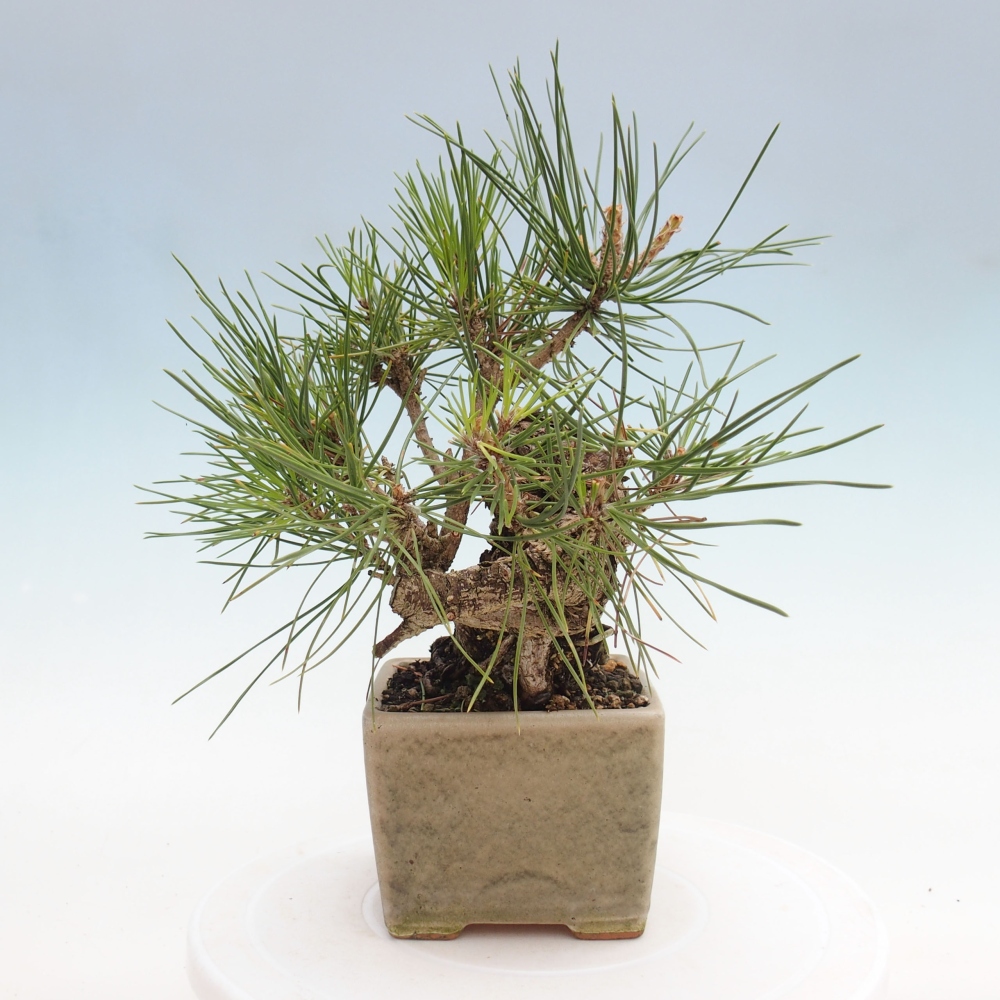 Venkovní bonsai - Pinus thunbergii - Borovice thunbergova