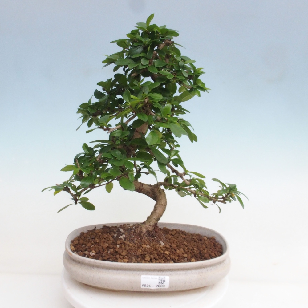 Pokojová bonsai - Carmona macrophylla - Čaj fuki
