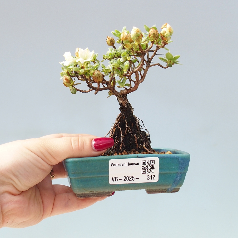Venkovní bonsai - Rhododendron indicum - Japonská azalka