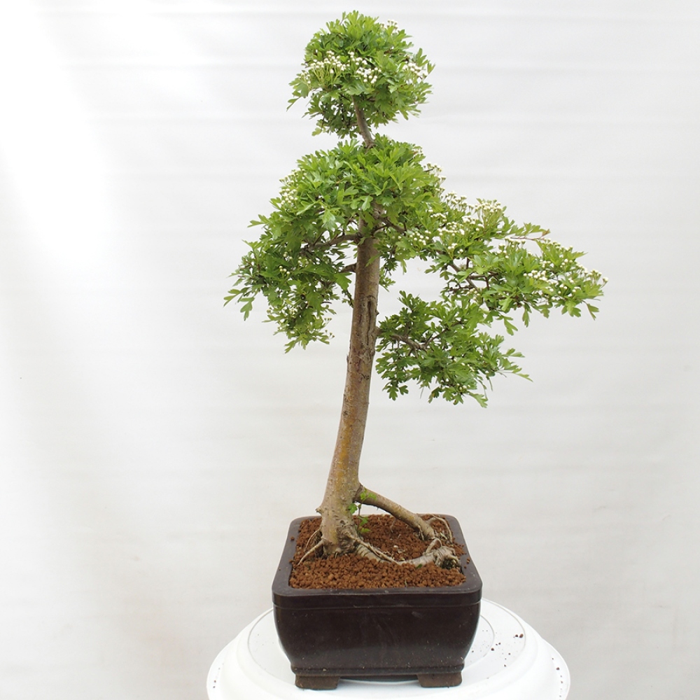 Venkovní bonsai - Hloh - Crataegus monogyna
