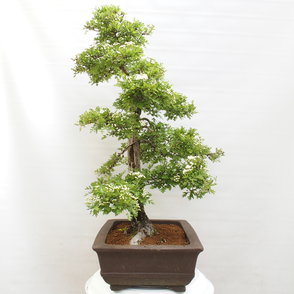 Venkovní bonsai - Hloh - Crataegus monogyna