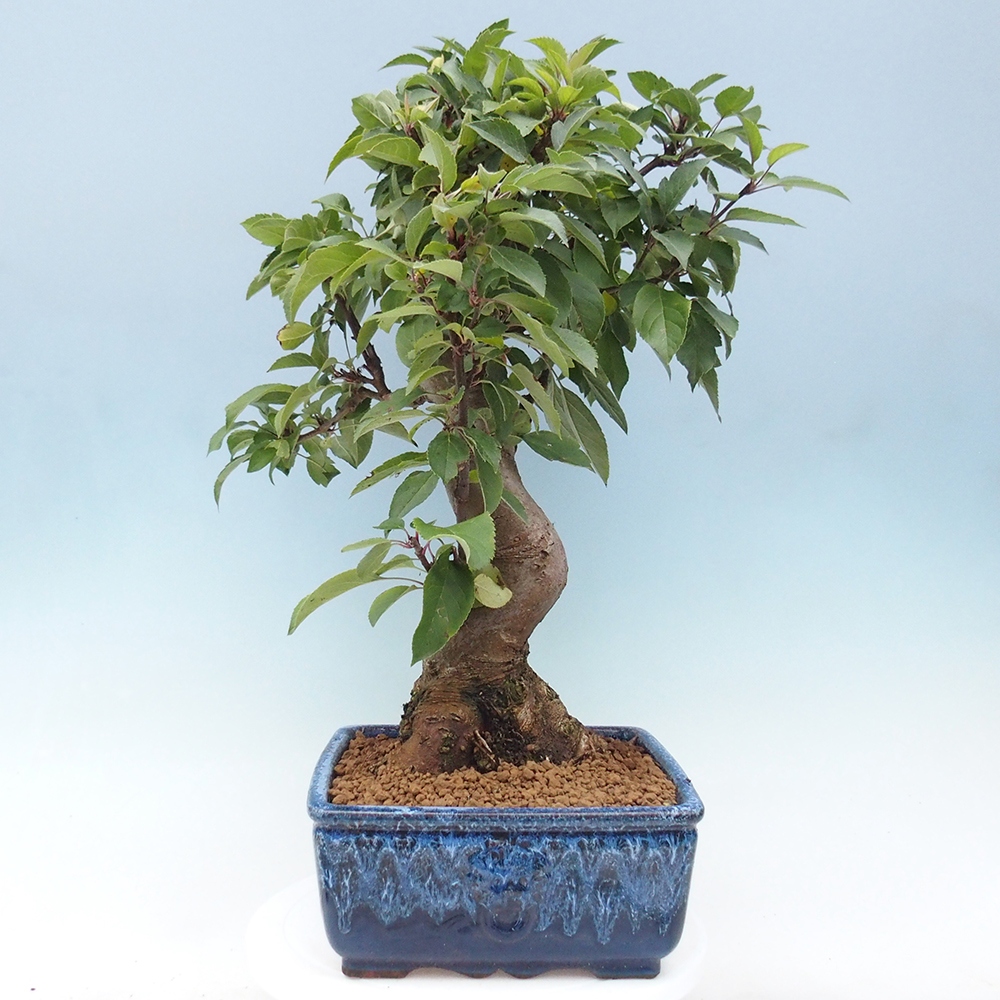 Venkovní bonsai -Malus halliana - Maloplodá jabloň