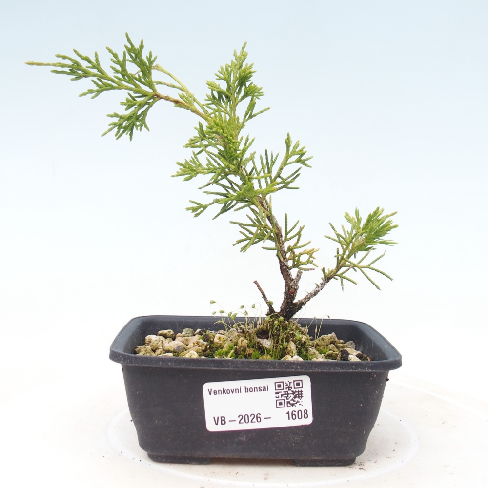 Venkovní bonsai - Juniperus chinensis Itoigawa -Jalovec čínský