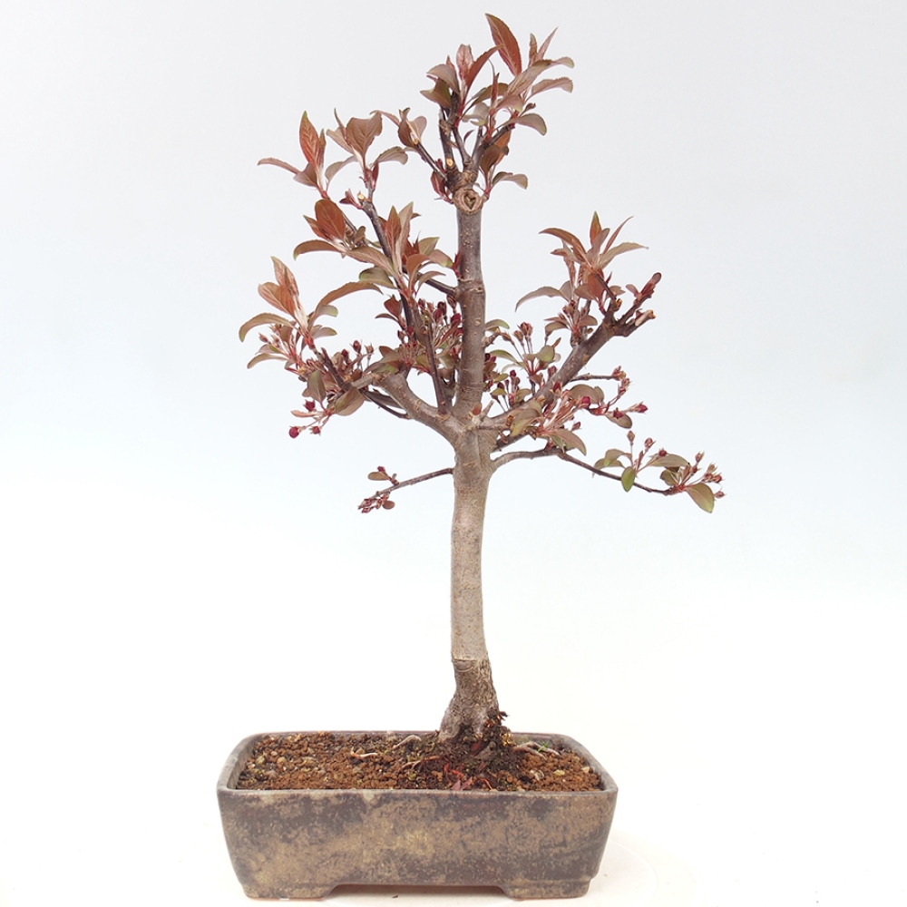 Venkovní bonsai -Malus domestica - Maloplodá jabloň červenolistá