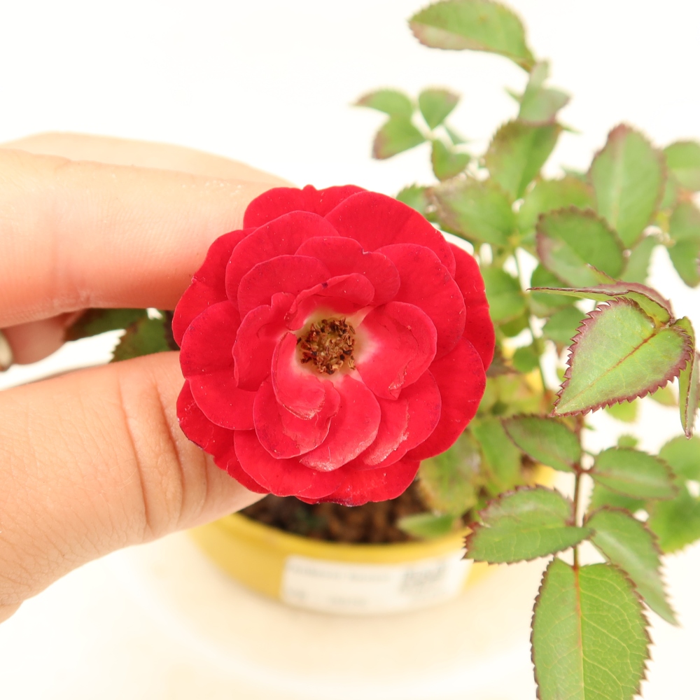 Venkovní bonsai - Rosa Kordes -  růže