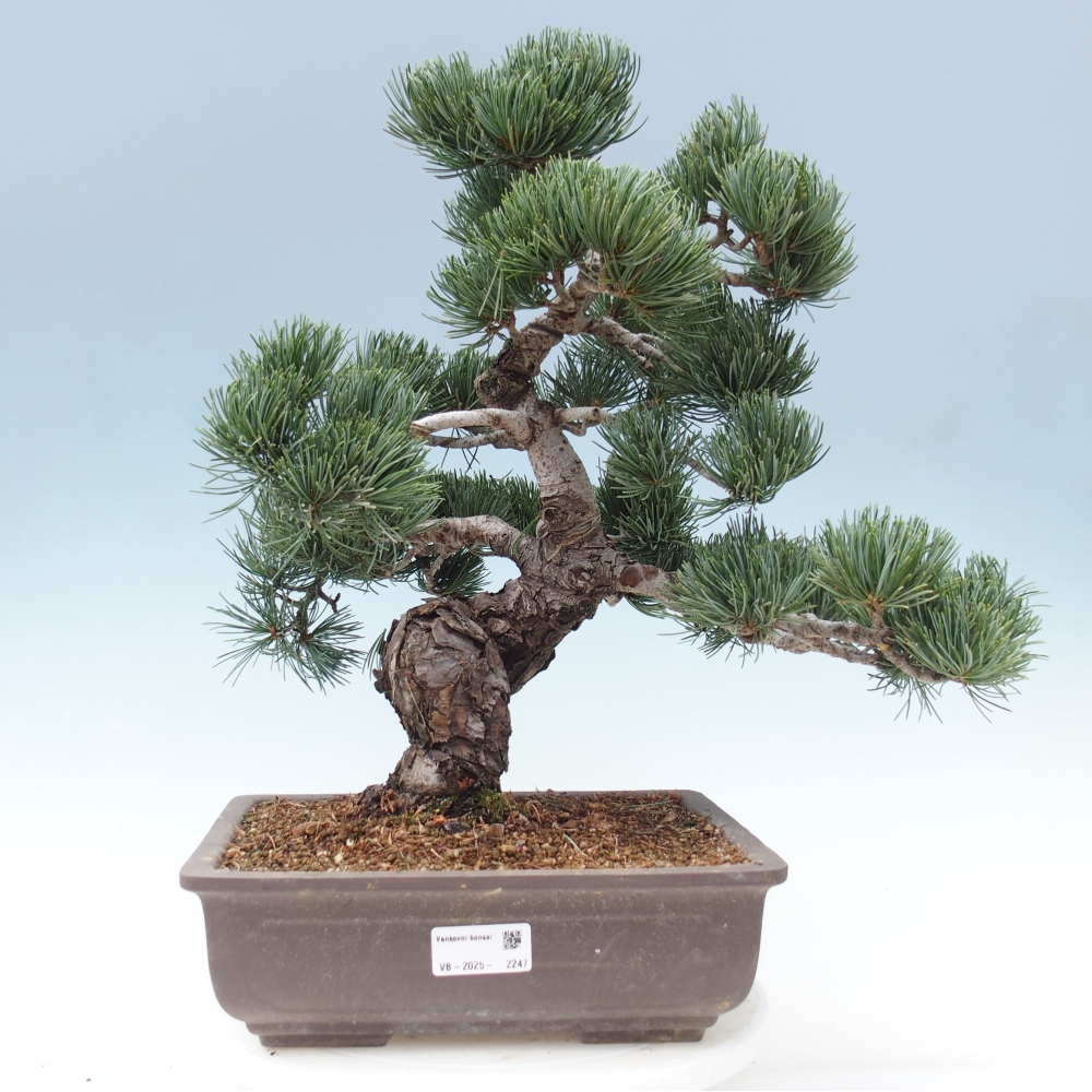 Venkovní bonsai - Pinus parviflora - Borovice drobnokvětá