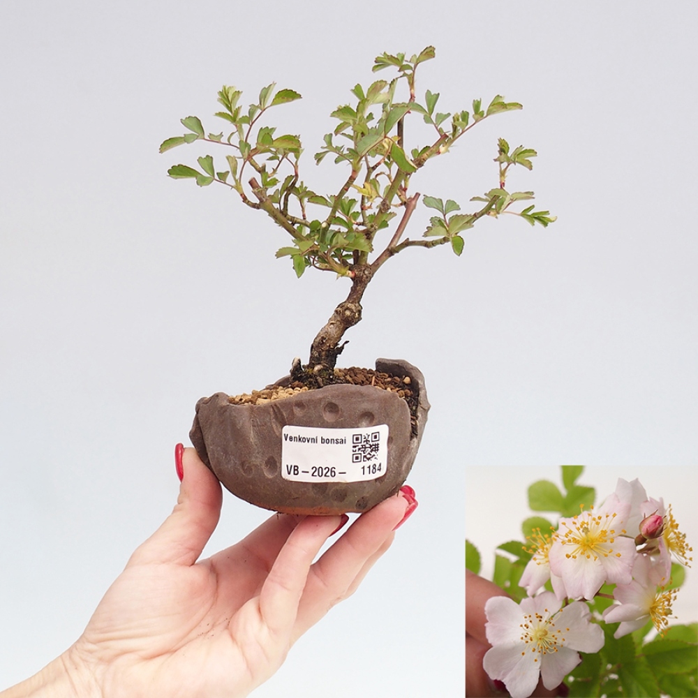 Venkovní bonsai - Rosa sp. - malokvětá růže