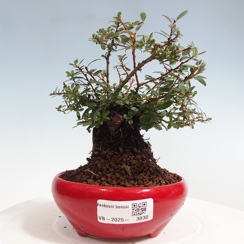 Venkovní bonsai - Salix - Vrba